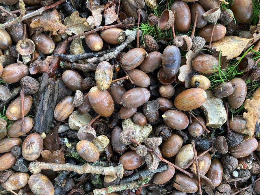 Acorns