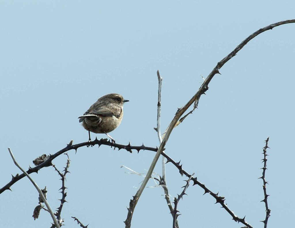 Stonechat