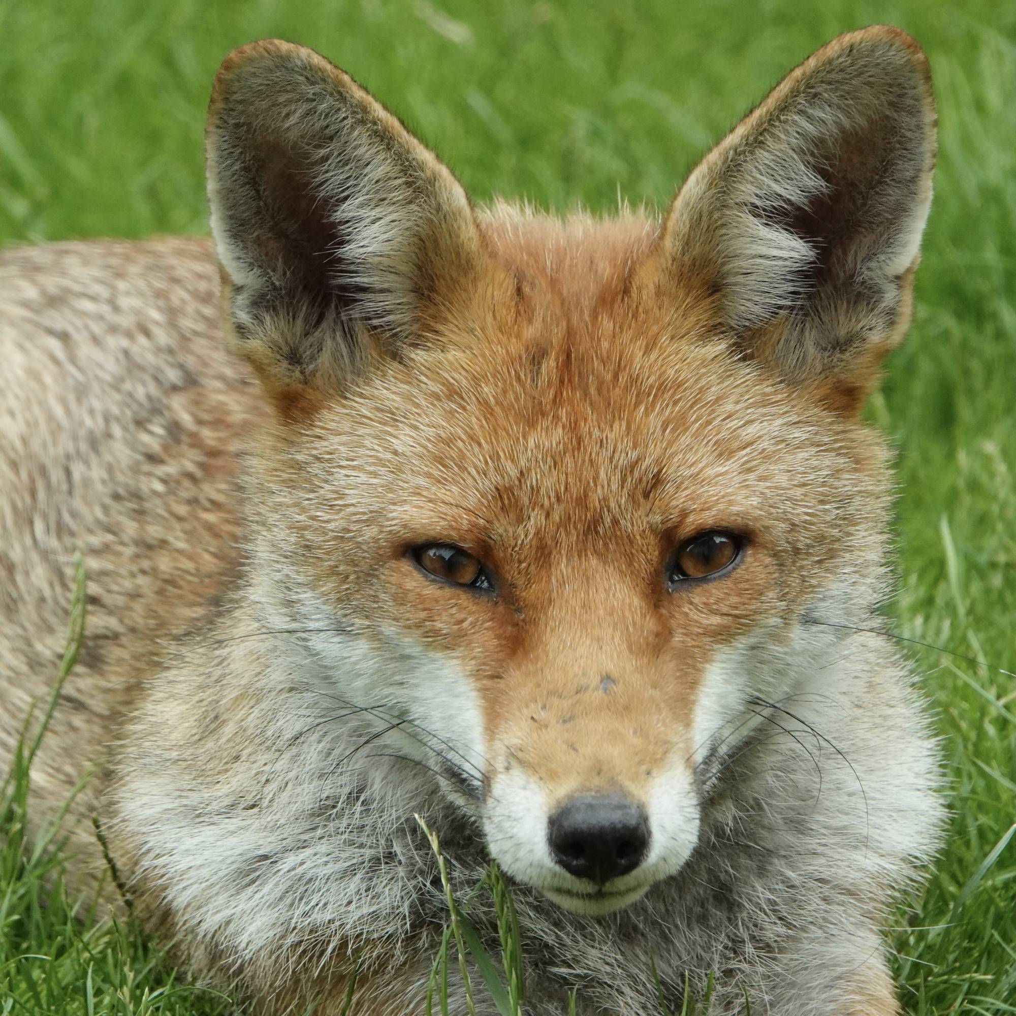 Cheapest Fox Country fox and town fox – New Tales from an Old Forest