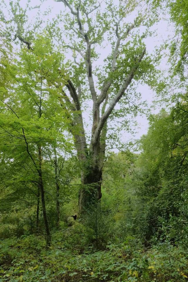 Betweenness Oak A tale of two oaks – New Tales from an Old Forest